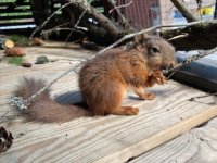 2022.06.21. БЕЛЬЧОНОК_2.jpg