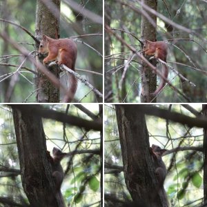 Белки в Литве (г. Вильнюс)
