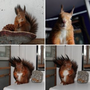 Анастасия II,  луна моей жизни