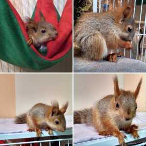 Белка Фрути