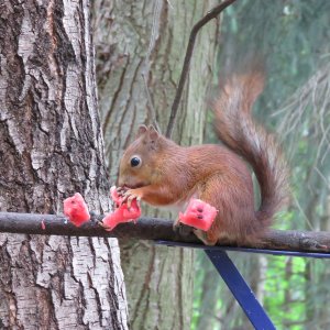 Медиа 'IMG_0170.JPG' в альбоме 'Белки в Литве (г. Вильнюс)'