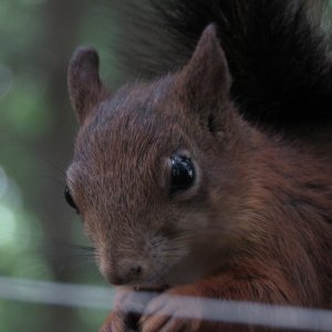 Медиа 'IMG_6509.JPG' в альбоме 'Белки в Литве (г. Вильнюс)'