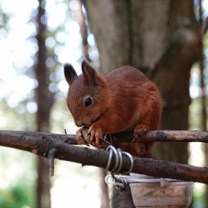 Медиа 'DSC08976.JPG' в альбоме 'Белки в Литве (г. Вильнюс)'