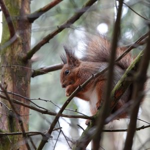 Медиа 'DSC08962.JPG' в альбоме 'Белки в Литве (г. Вильнюс)'