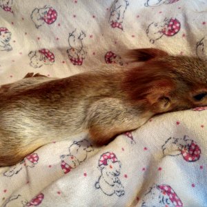 Первые дни у нас дома