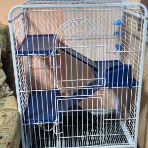 Новое жилье для белочки Фрути