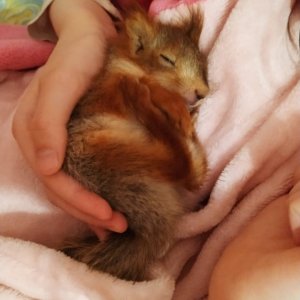 Поели, теперь можно и поспать