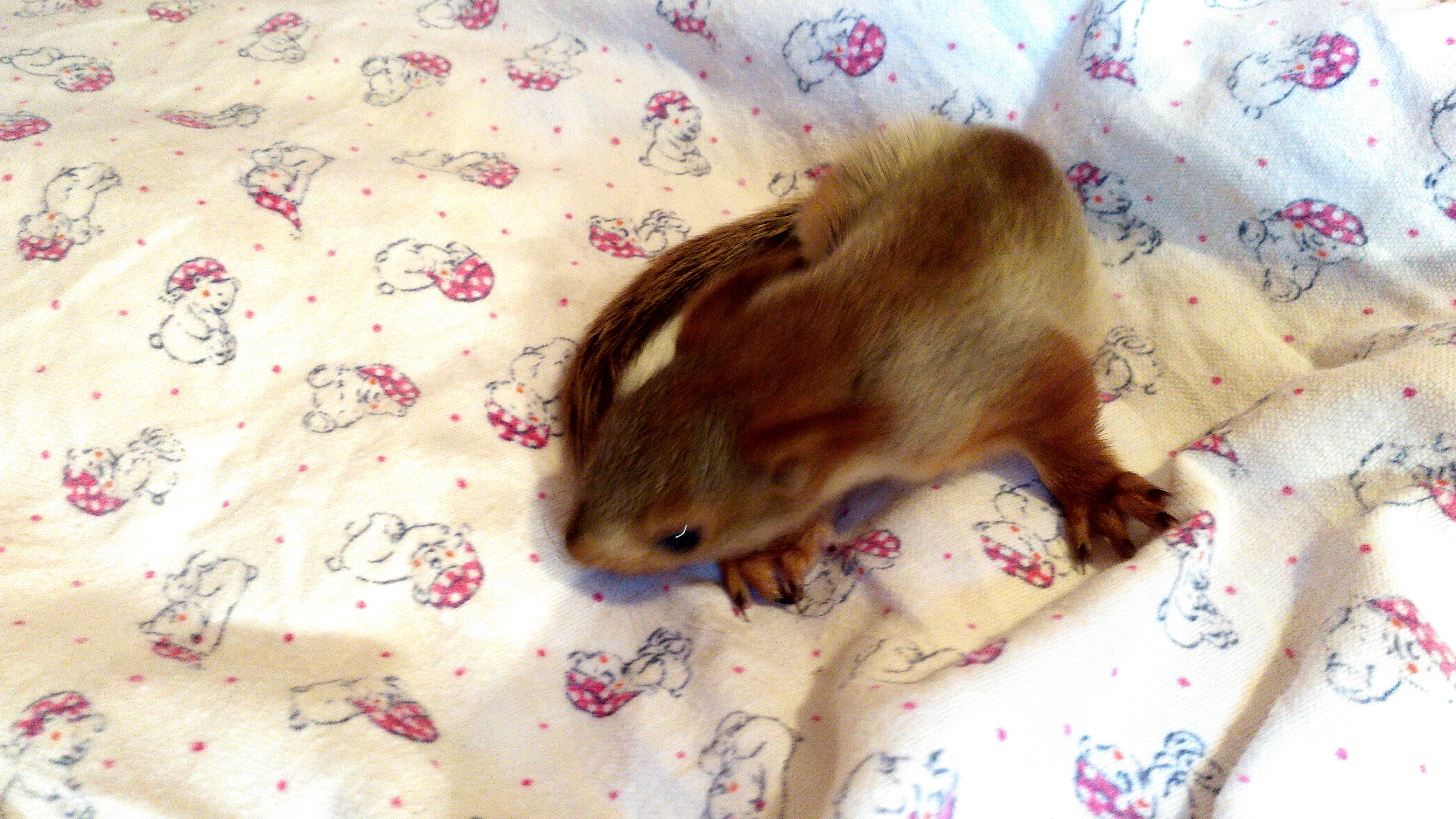 Первые дни у нас дома