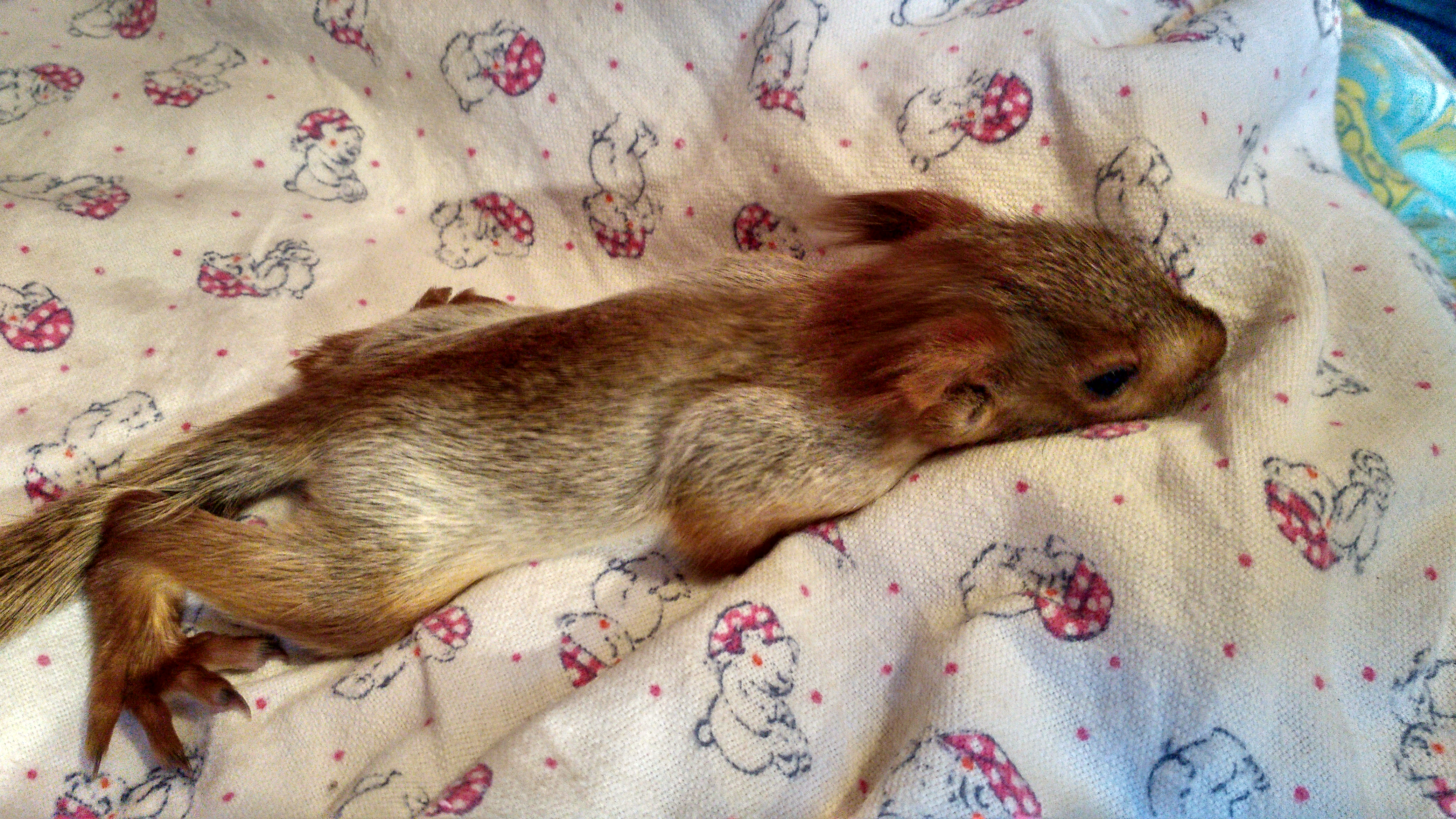 Первые дни у нас дома