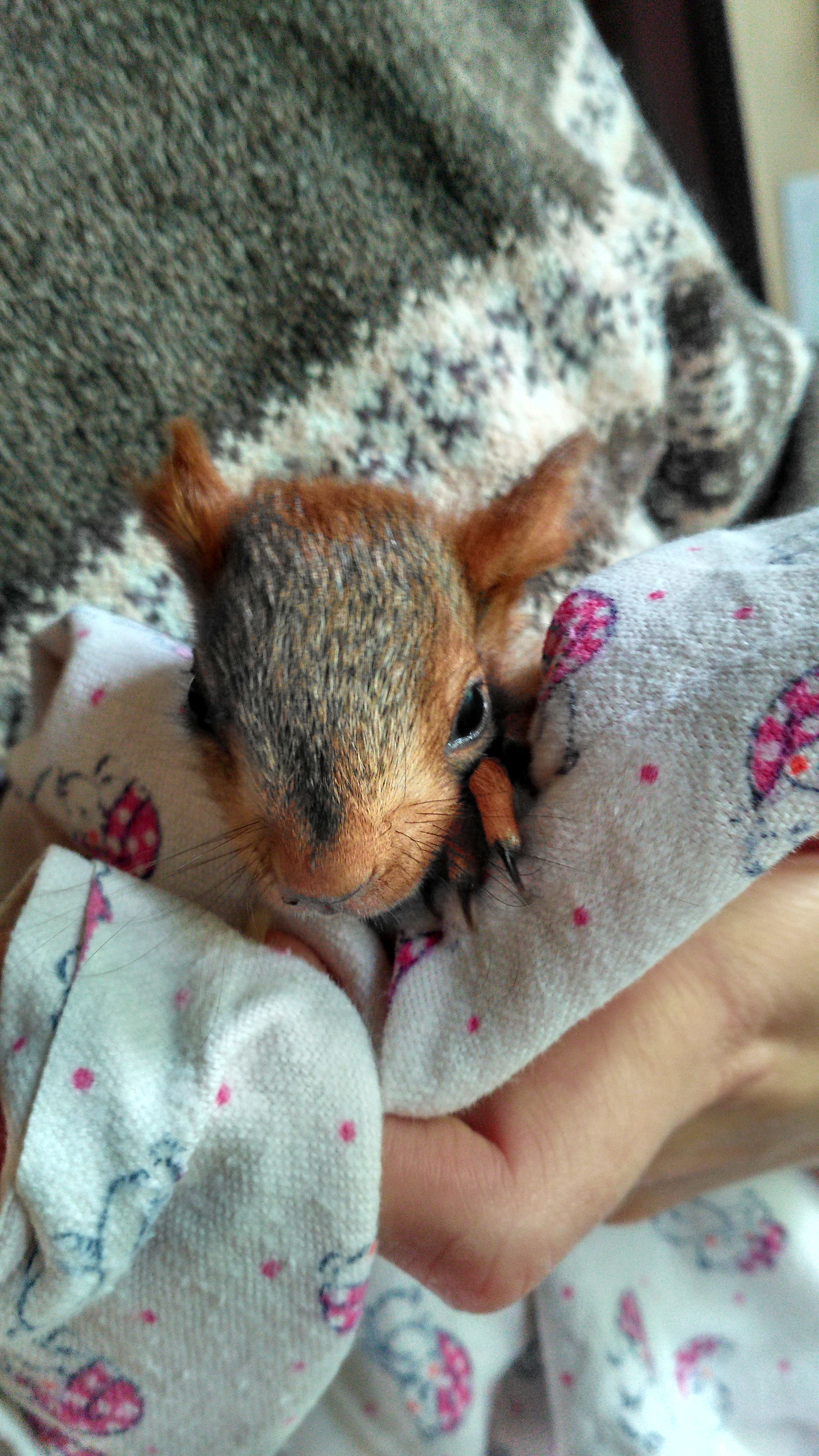 Первые дни у нас дома